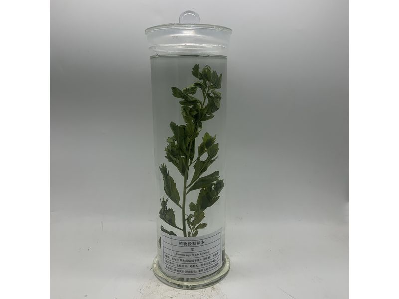 中藥浸制標本-艾